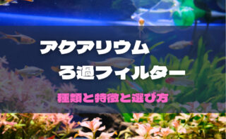 大磯砂を酸処理して水草を育てよう アクアリウム立ち上げ記録21 番外編 となりの隣人