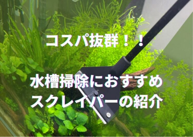 コスパ抜群おすすめのスクレーパー！水槽ガラス面のコケ掃除に【アクアリウム】 – ブログ となりのネイバーズ