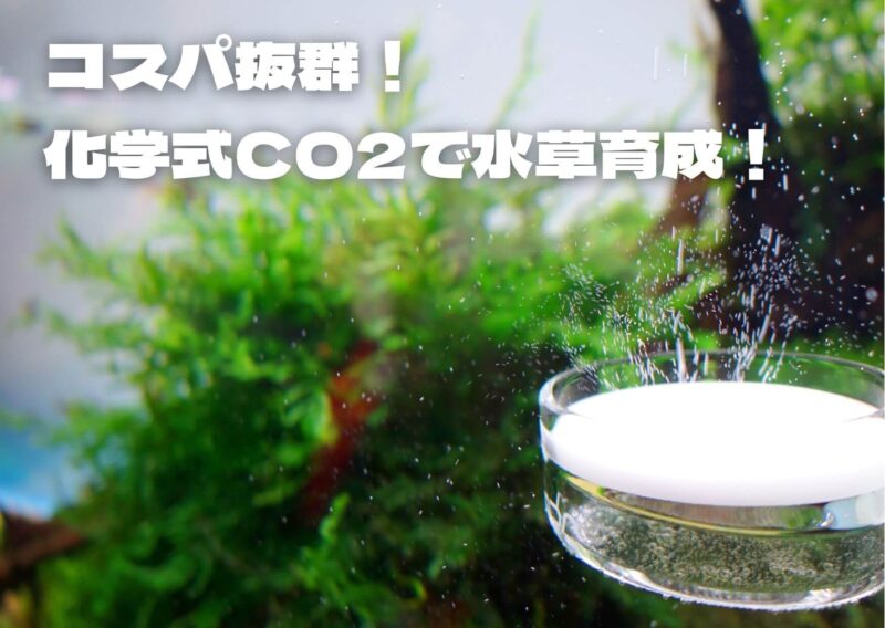 【コスパ最高】化学反応式CO2が水草育成におすすめ！ 水槽のCO2添加に