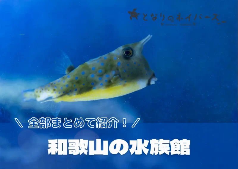 和歌山の水族館をまとめて一覧で紹介！となりのネイバーズ