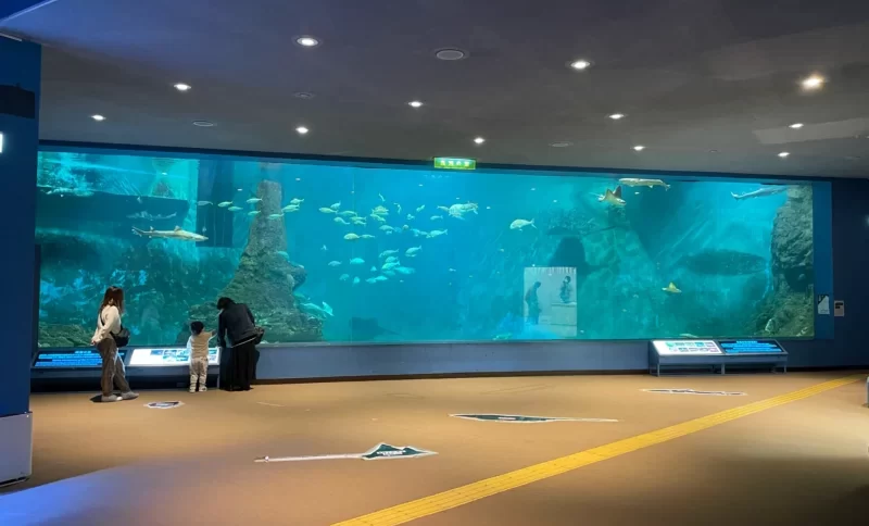和歌山県立自然博物館の黒潮大水槽