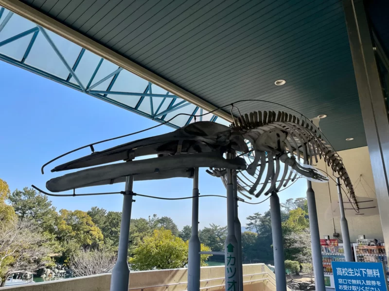カツオクジラの骨格標本｜和歌山県立自然博物館