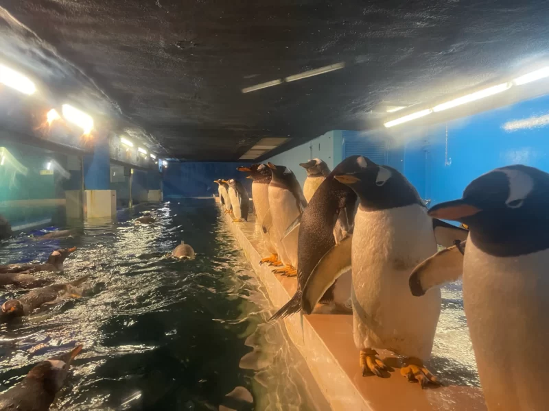 アドベンチャーワールドのペンギン水槽