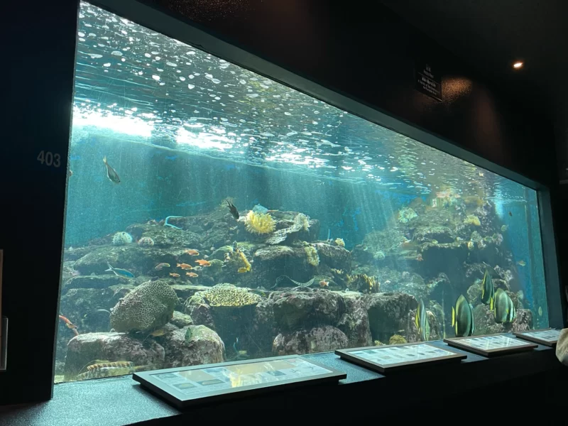 京都大学白浜水族館の水槽