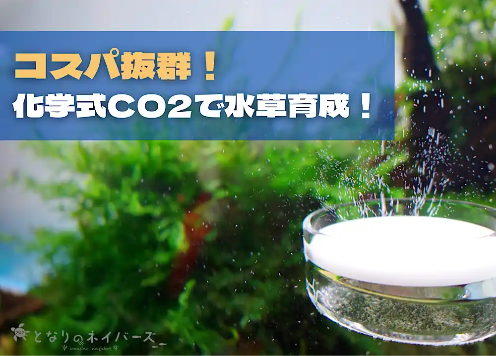 【コスパ最高】化学反応式CO2ジェネレーターが水草水槽におすすめ